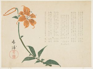 虎百合，c.1861-64（彩色木版画） 作者 顺浦